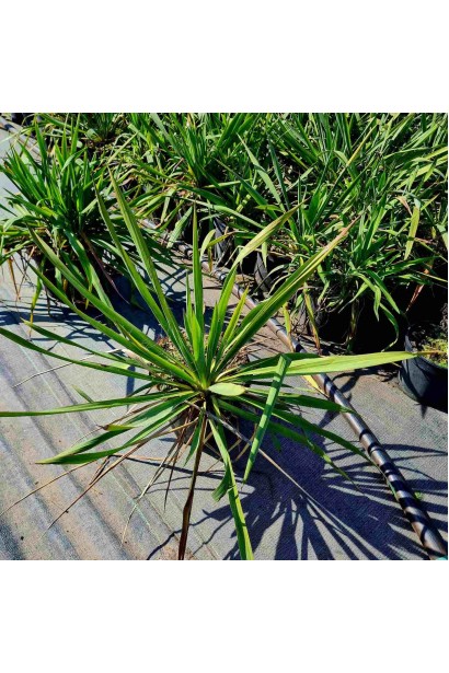 Юкка нитчата  - 5л/вис.30-40см/Ø30-40см